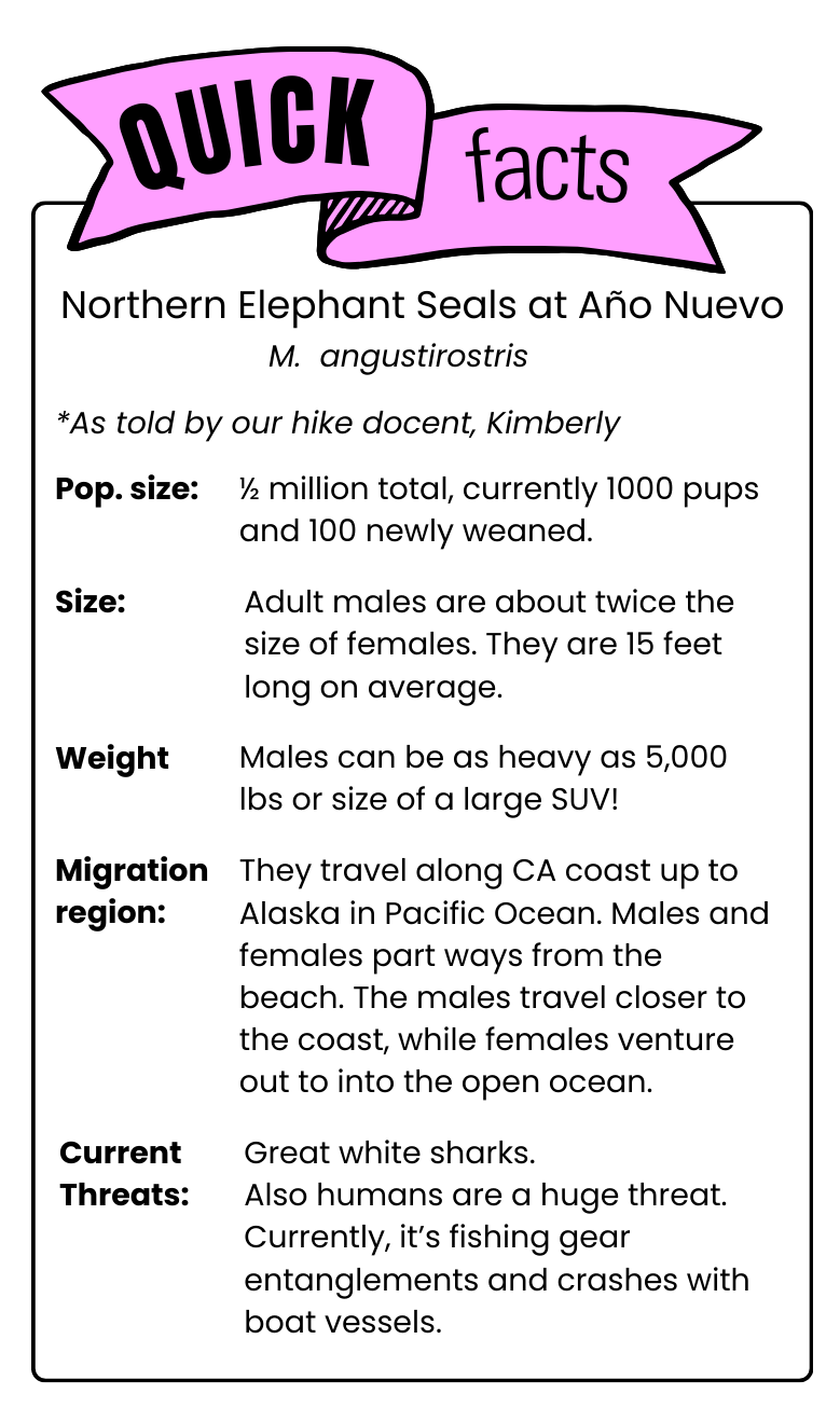 About Elephant Seals