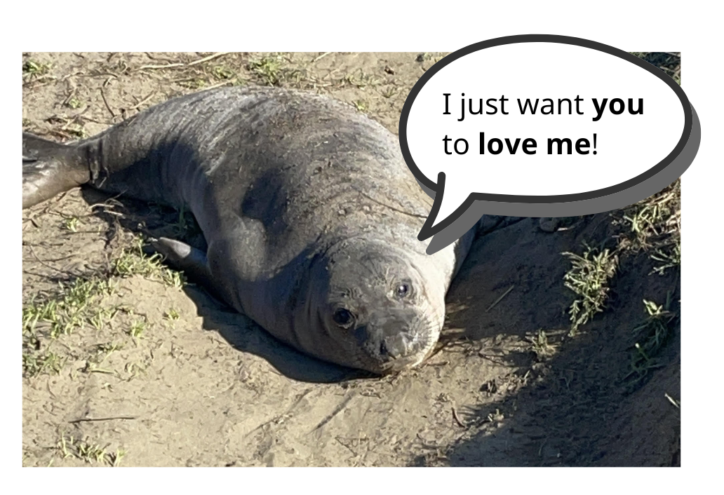 Photo: Juvenile Elephant Seal looks intently at human visitors while hauled out on the sand